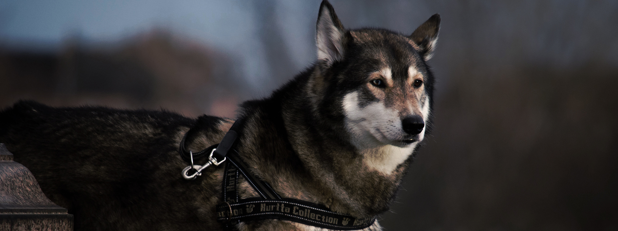 Husky