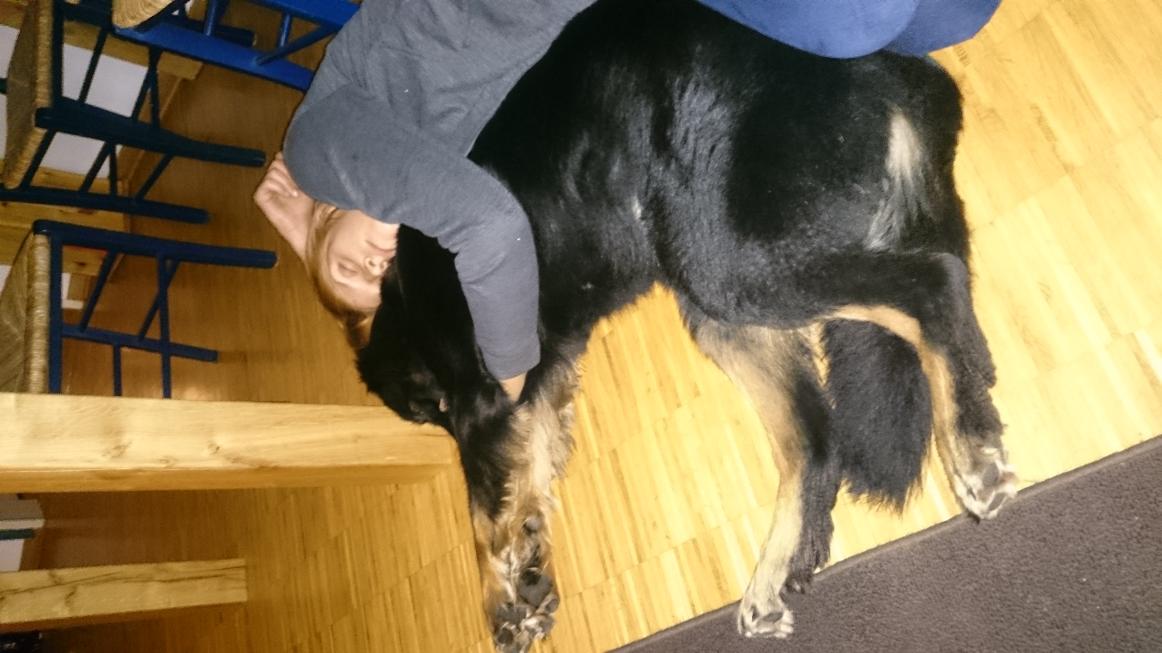 Hund hat sex mit frau.