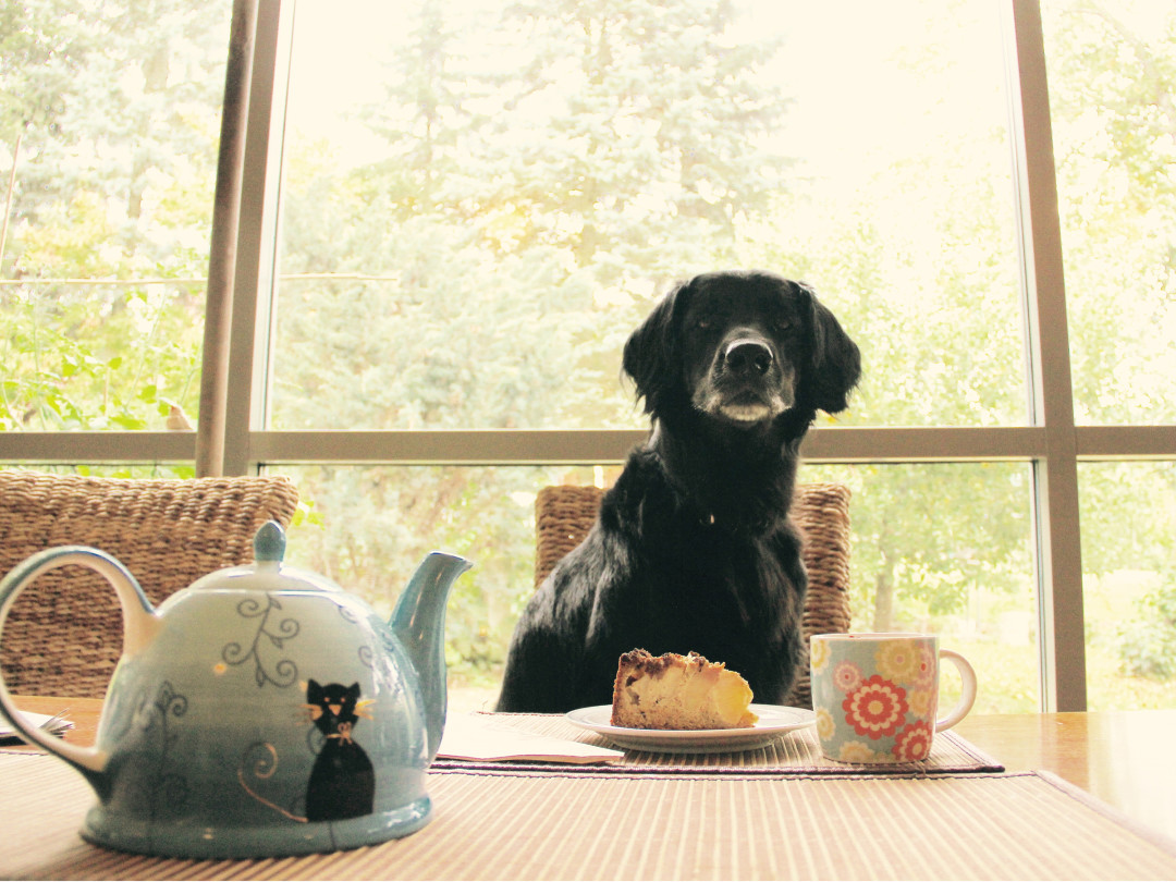 Ist eine Versicherung für meinen Hund sinnvoll? Videointerview!