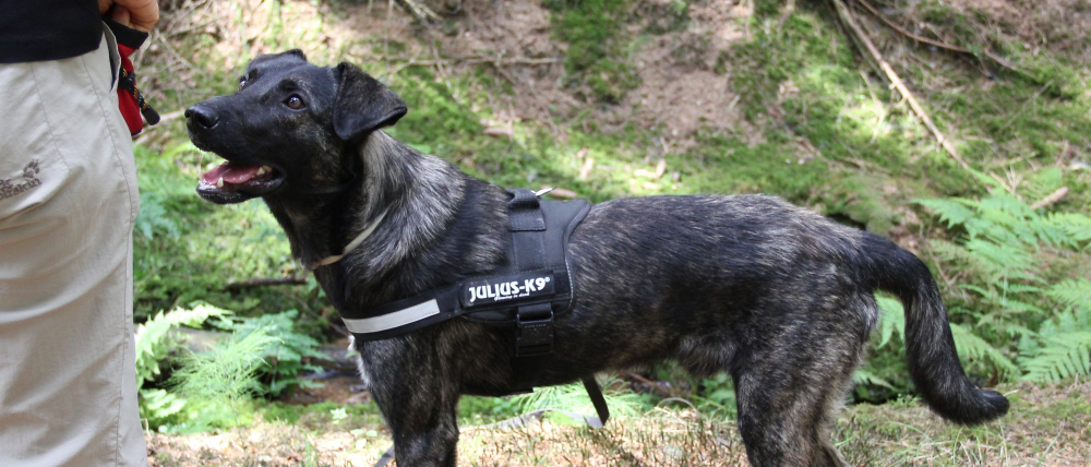 Strassenhund Diego mit Besitzer Christina und Jens