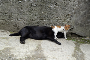 Hunde aus dem Tierschutz: Beziehung von Hund zu Hund