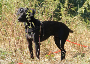 Strassenhund Tommy aus Griechenland