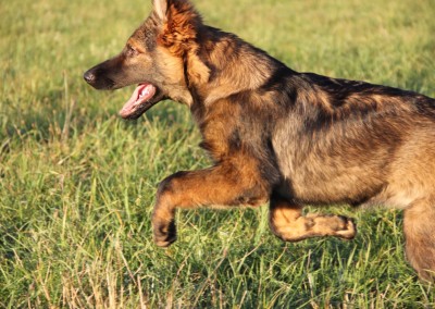Hundeschule Akademie Hund - Spiel & Abenteuer