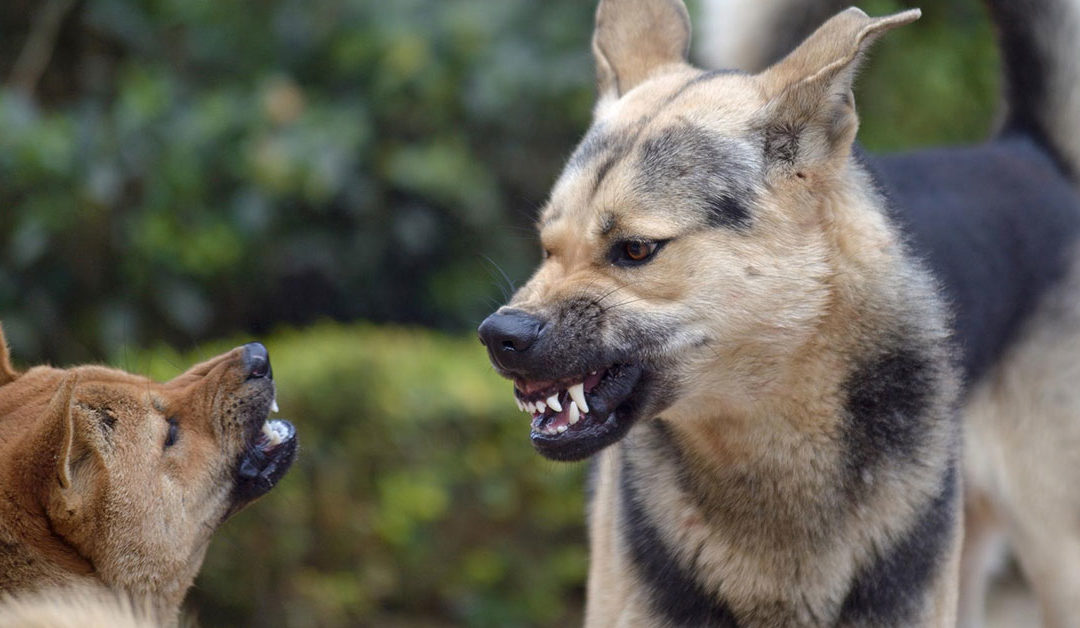 Aggression bei Hunden – Warum beißen Hunde?