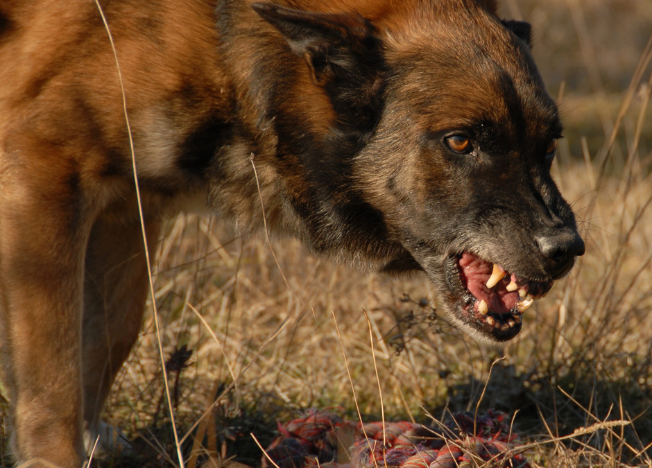 Aggression bei Hunden – Warum beißen Hunde?