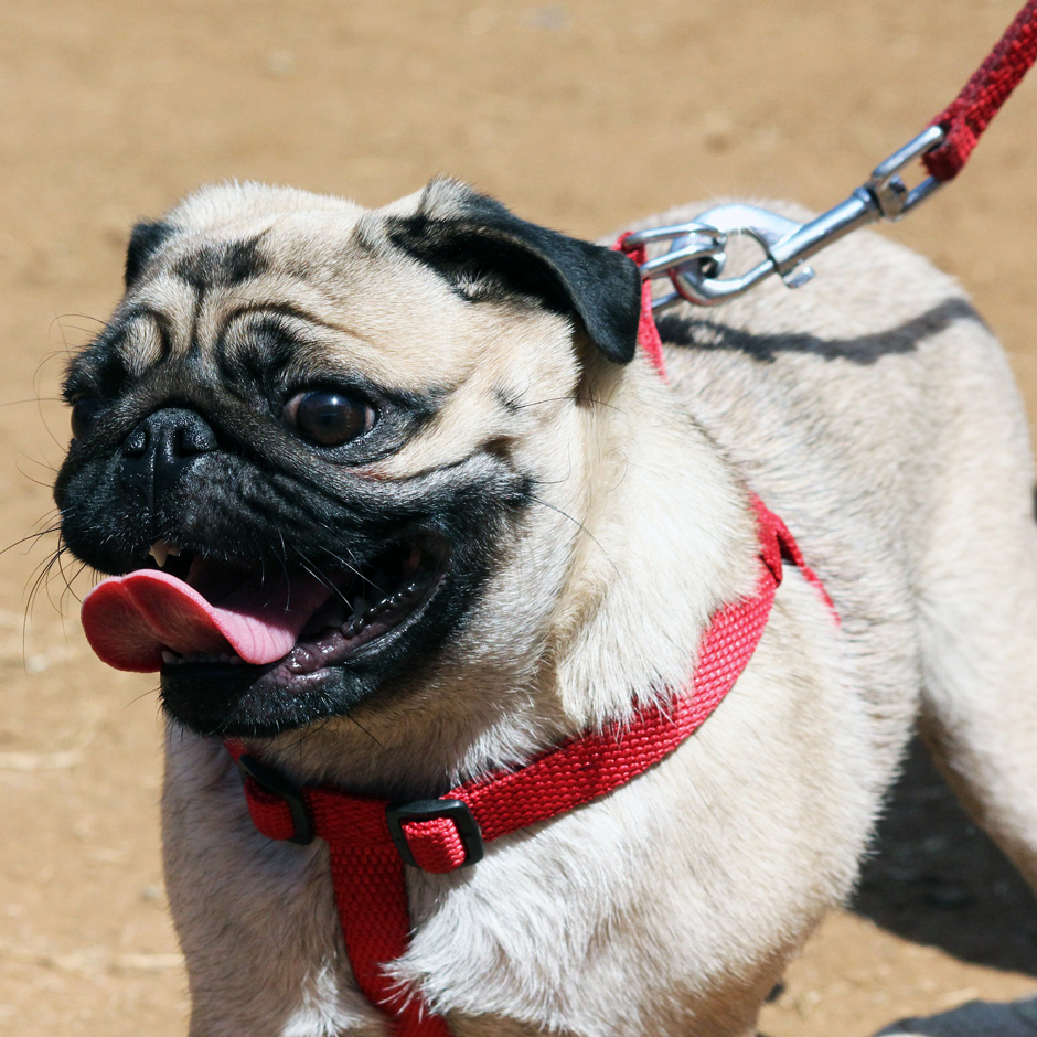 Anatomie als Auslöser für Aggression bei Hunden