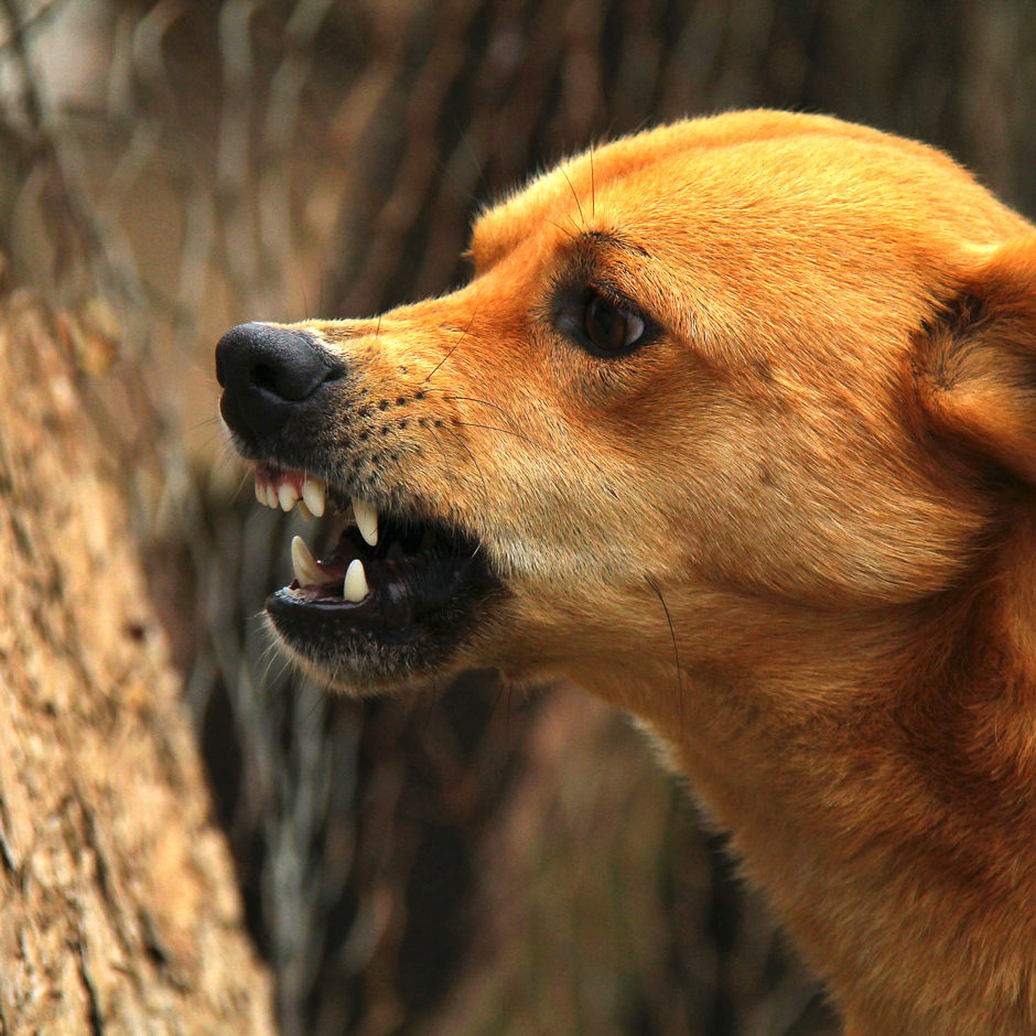beruhigungsmittel für aggressive hunde