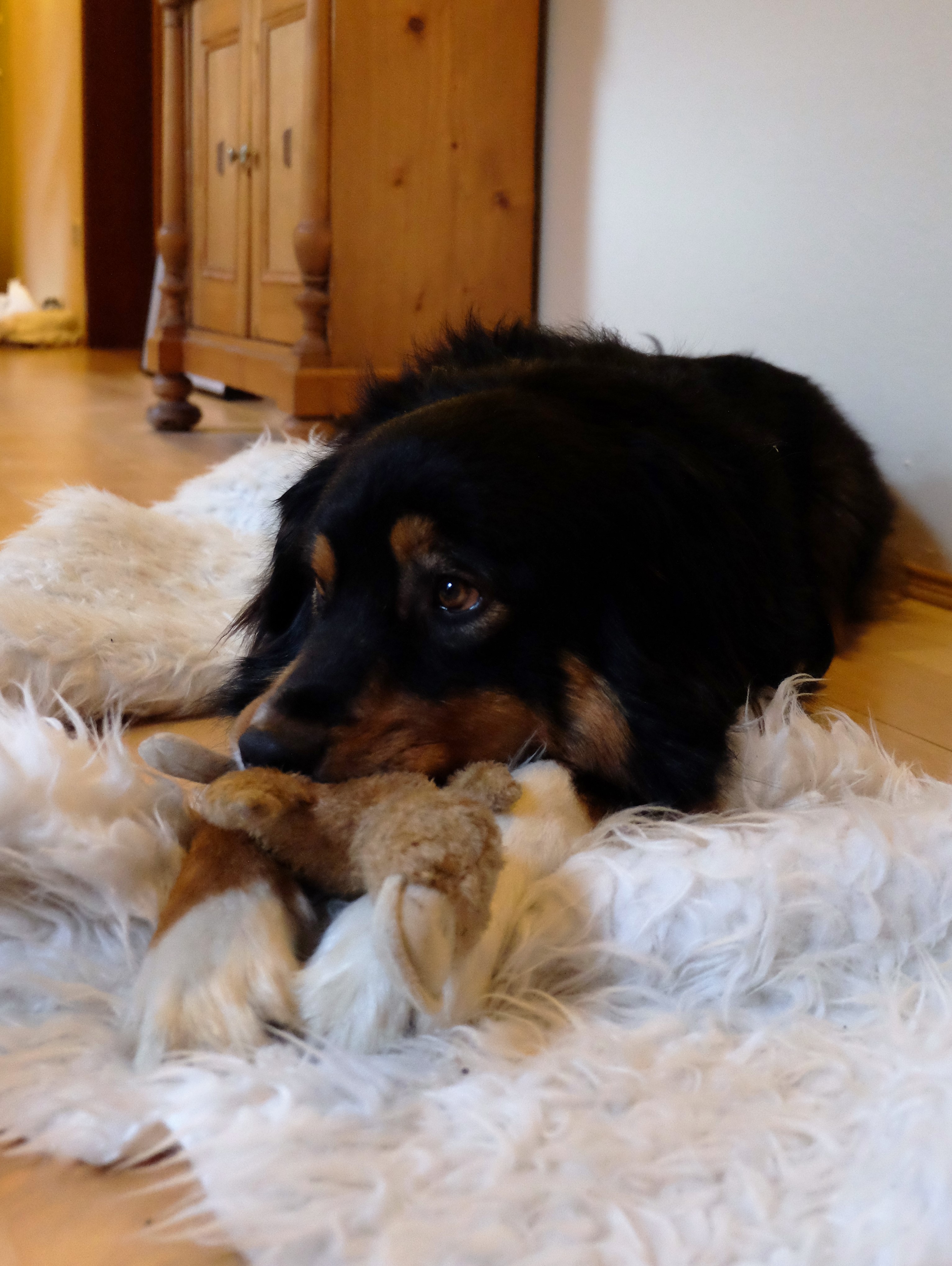 Samson, Australian Sheperd Samson, Australian Sheperd