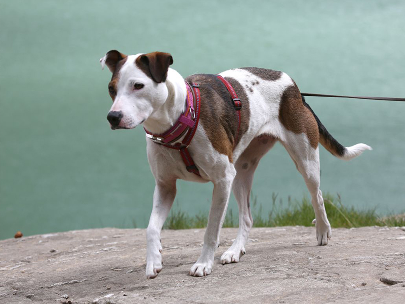 hundausbulgarienelfi · Akademie Hund · Wissenschaftlich fundiertes