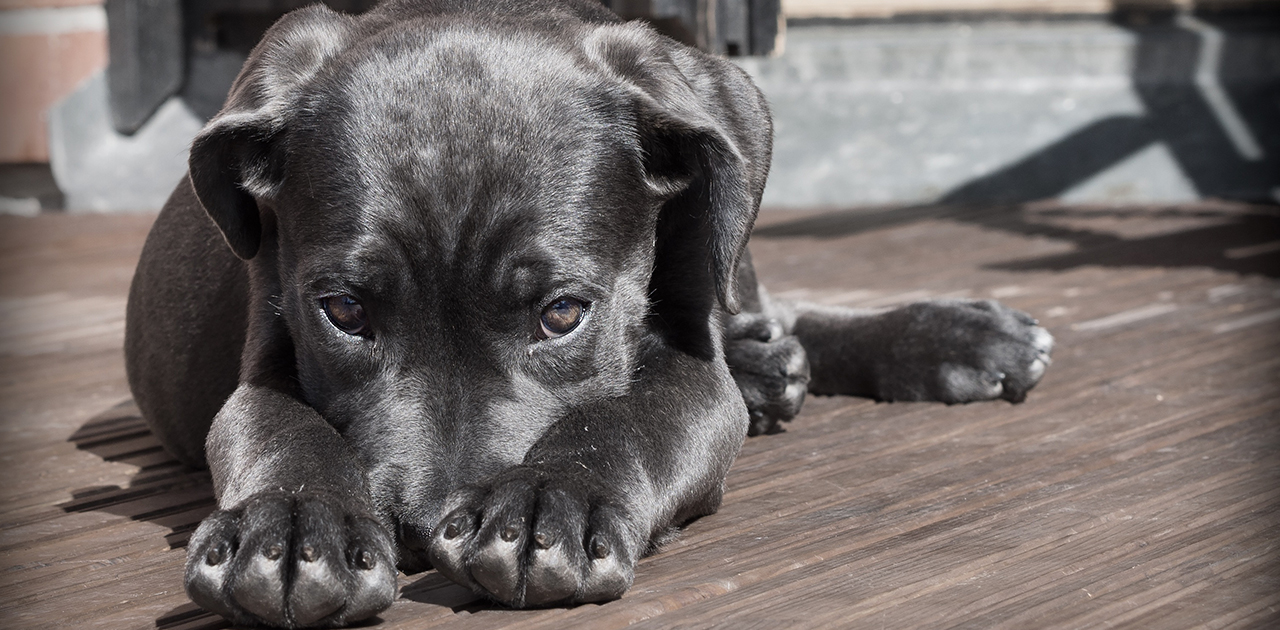 Hunde haben oft Angst an Sylvester