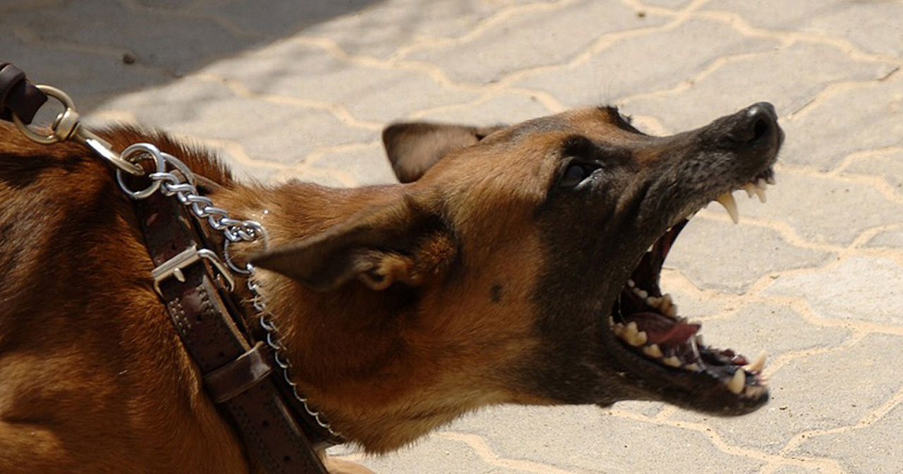 Aggression bei Hunden verstehen und einschätzen