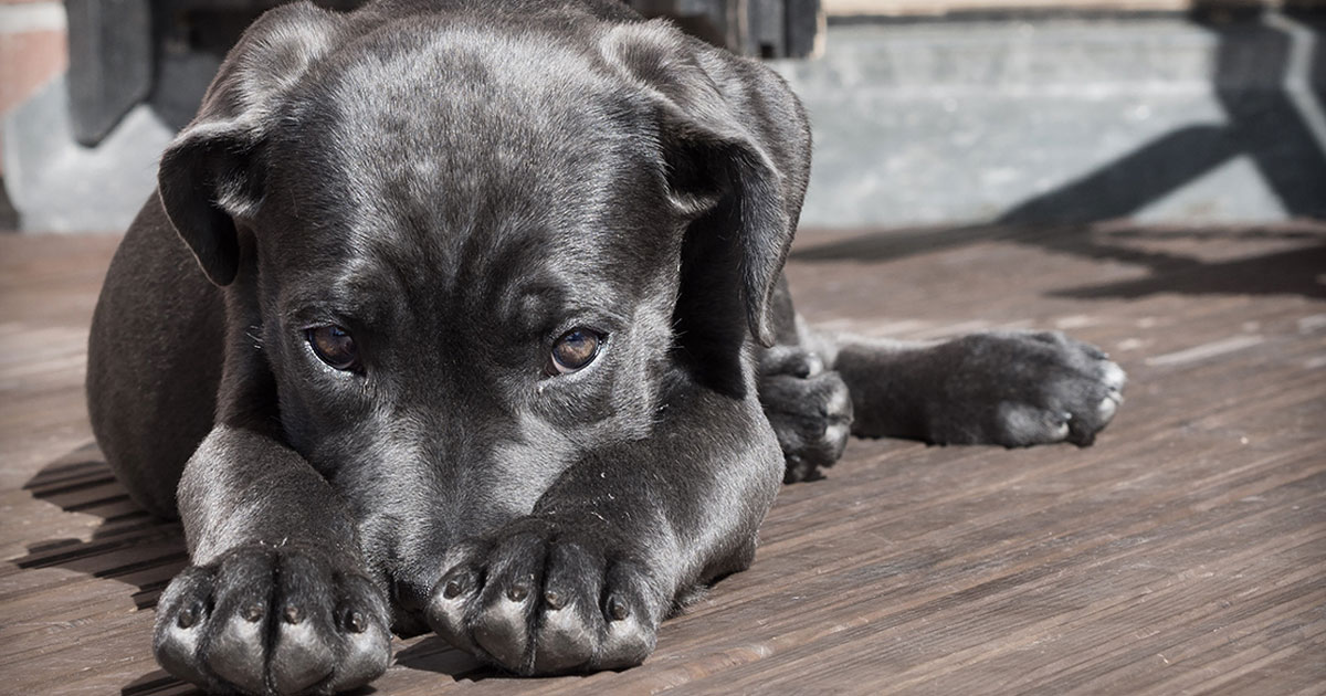 Decken sich vom rüden frau lässt Hilfe ,Hund