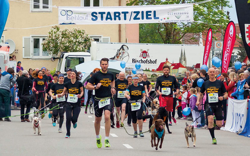 Laufen mit Hund