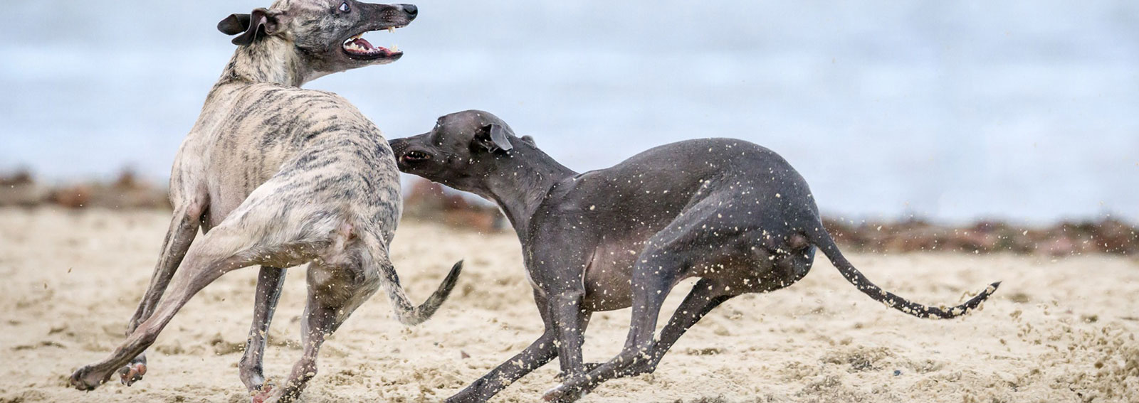 Spielende Hunde Spielende Hunde