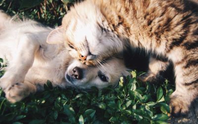Wie Hund und Katz! Von Mensch zu Hundemensch…