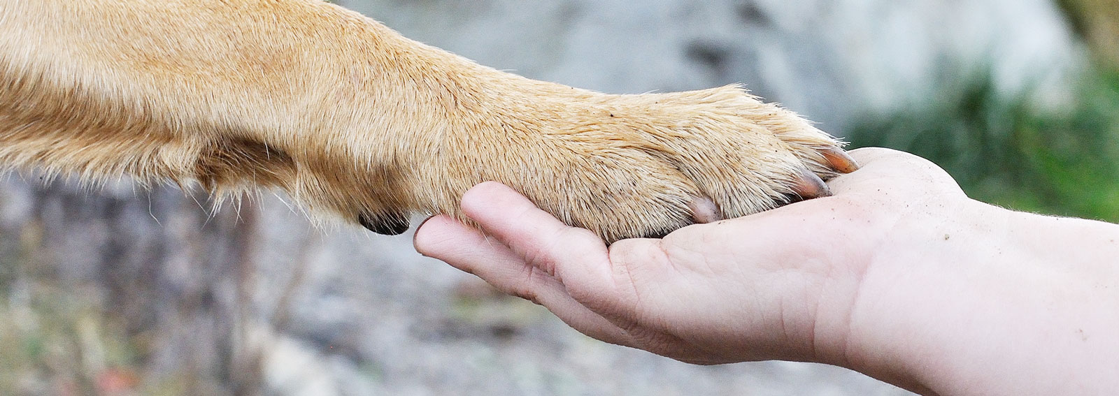 Zusammen Leben: Mensch und Hund Zusammen Leben: Mensch und Hund
