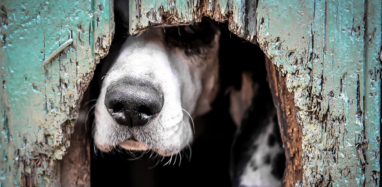 Seminar Akademie Hund: Hunde aus dem Ausland / Tierschutz Seminar Akademie Hund: Hunde aus dem Ausland / Tierschutz