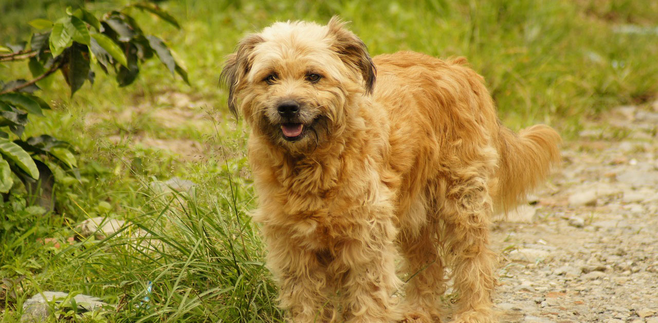 Seminar: Hunde aus dem Ausland verstehen Seminar: Hunde aus dem Ausland verstehen