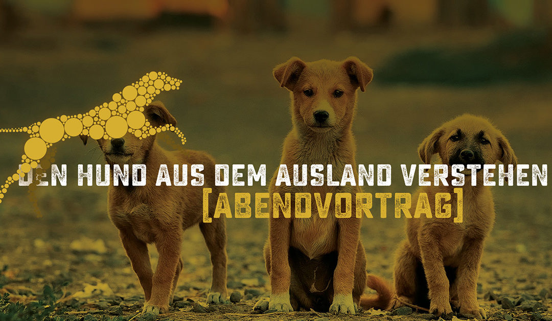 Den Hund aus dem Ausland verstehen