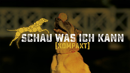 Kompaktkurs Schau was ich kann - Hundeschule, Akademie Hund, Regensburg Kompaktkurs Schau was ich kann - Hundeschule, Akademie Hund, Regensburg