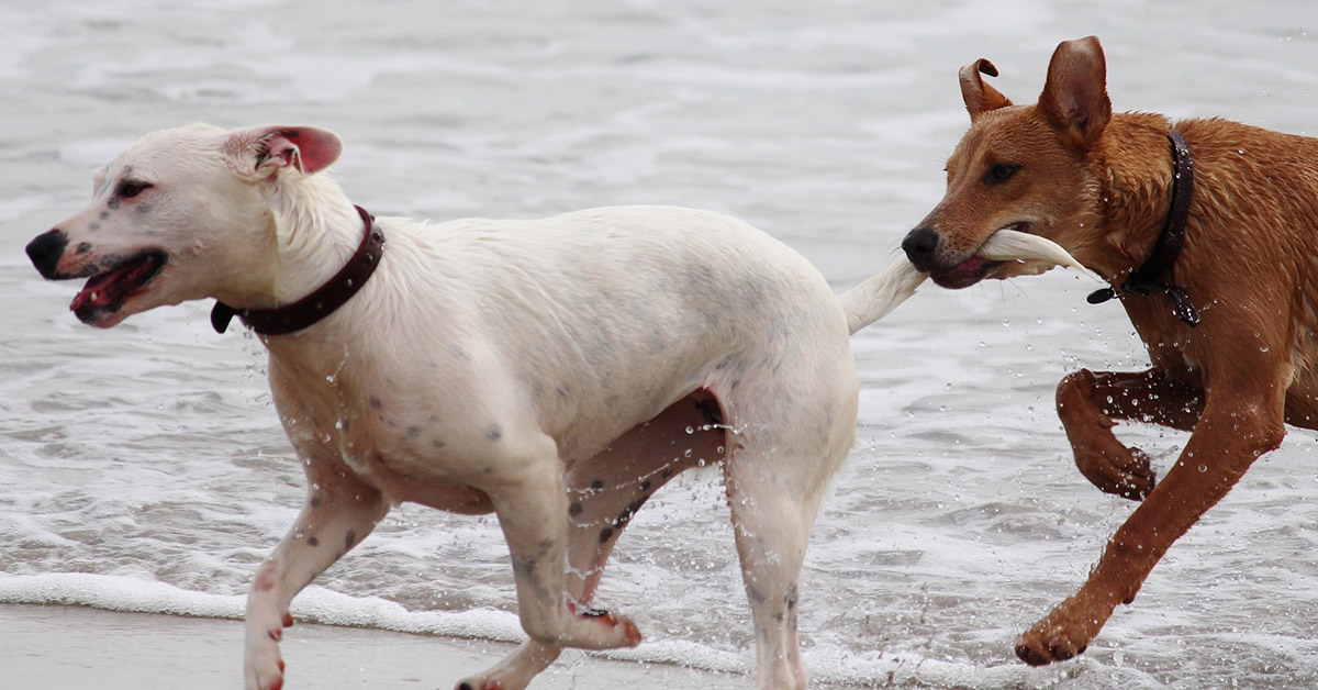 Zwei Hunde spielen am Wasser - Vortrag Körpersprache und Kommunikation Seminar und Praxisworkshop: Körpersprache und Kommunikation