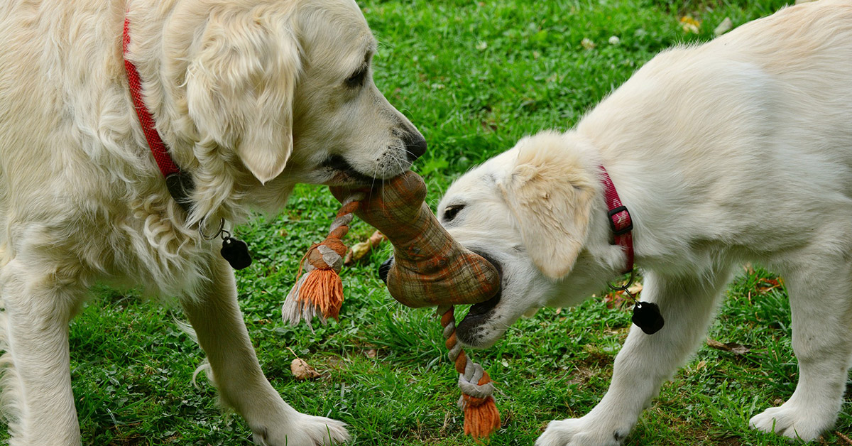 Seminar und Praxisworkshop: Körpersprache und Kommunikation Zerrspiele von zwei Hunden, Seminar: Körpersprache und Kommunikation, Hundeschule Akademie Hund