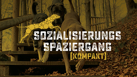 Sozialisierungsspaziergang Hundeschule Akademie Hund, Sissy Kreid Sozialisierungsspaziergang Hundeschule Akademie Hund, Sissy Kreid