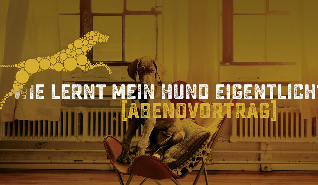 Lernverhalten – Wie lernt mein Hund?