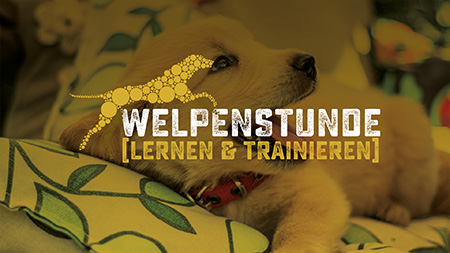Hundetraining, Welpenstunde Hundetraining, Welpenstunde