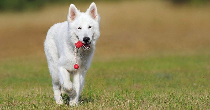 Wie lernen Hunde neue Fähigkeiten? Schäferhund bringt sein Spielzeug zurück