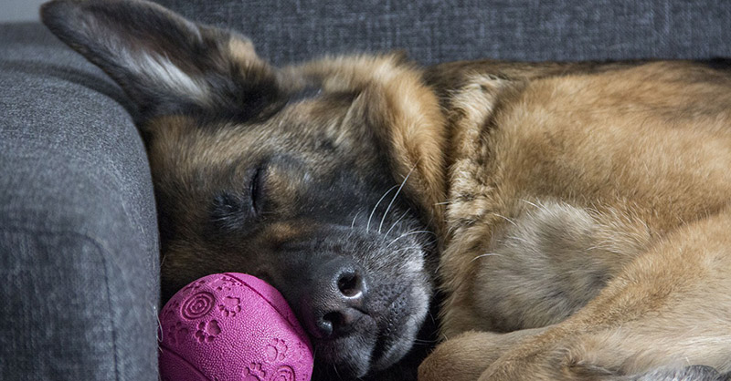 Wie lernen Hunde Tricks? Schäferhund ist mit seinem Spielzeug eingeschlafen