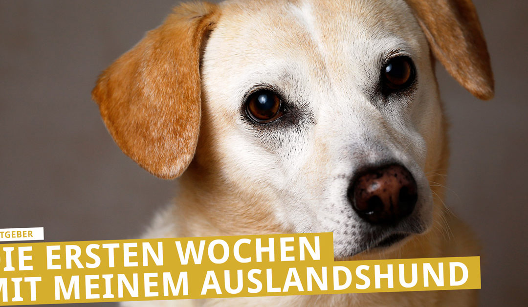 Mein Hund aus dem Ausland – die ersten Wochen mit meinem Auslandshund