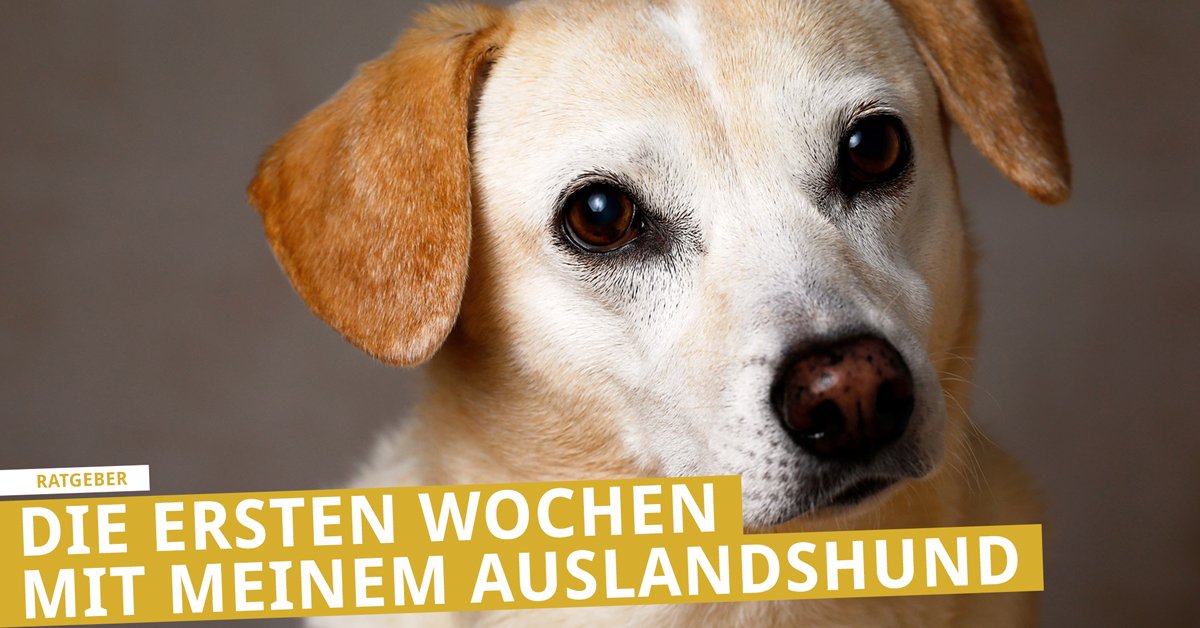 Mal hund einem erstes mit mein Gegen meinen