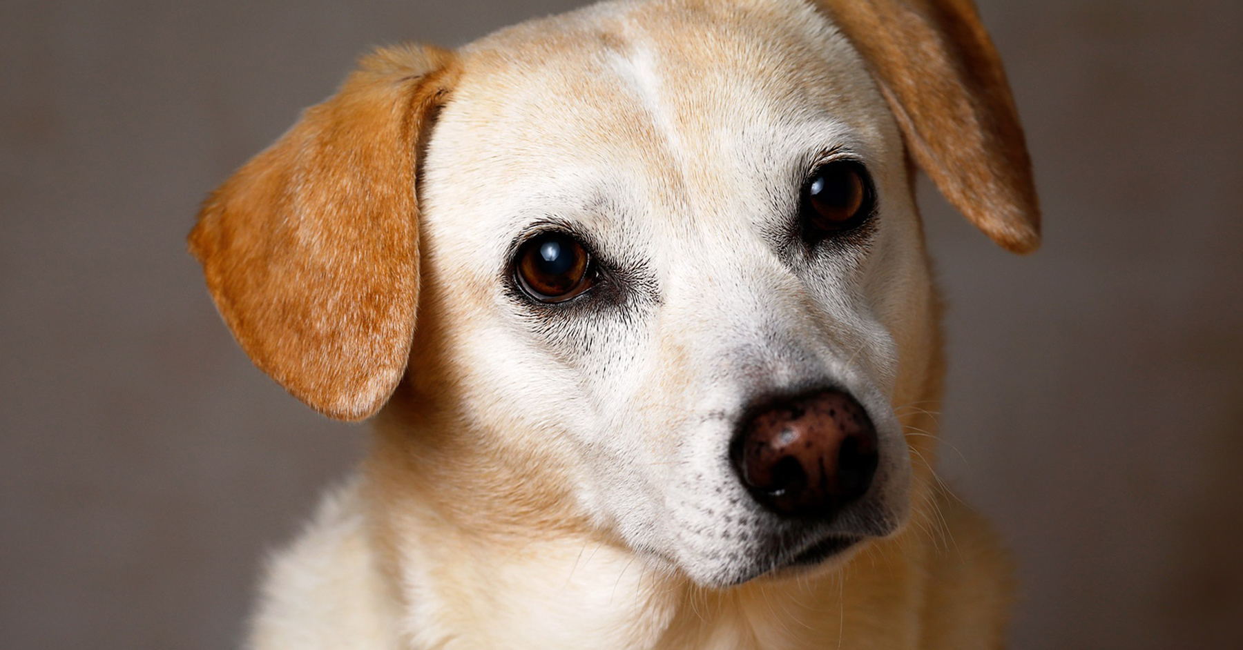 Hundeschule Ratgeber: die ersten Wochen mit Hunden aus dem Ausland