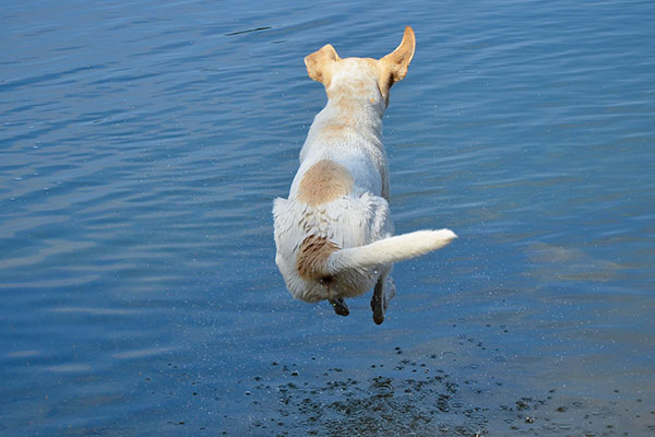 Ein gesunder Hund ist ein glücklicher Hund Ein gesunder Hund ist ein glücklicher Hund