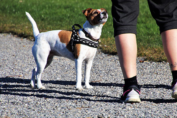 Gassi gehen mit deinem Auslandshund