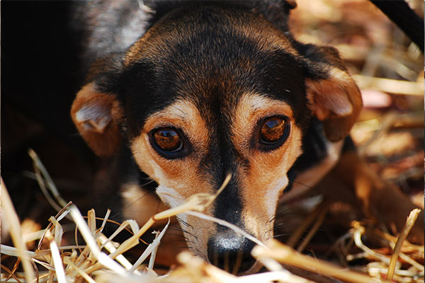 Hund versteckt sich nach Adoption Hund versteckt sich nach Adoption