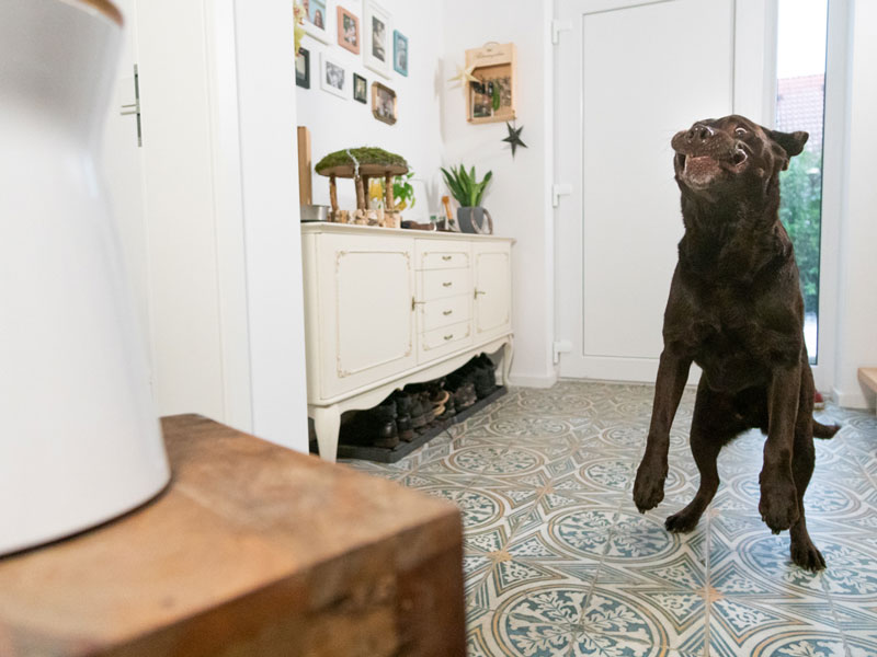 Hund fängt Leckerchen aus Furbo-Kamera
