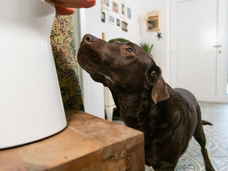 Was passiert hier? Furbo Hundekamera