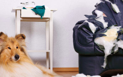 Versicherungen für meinen Hund? Macht das Sinn?