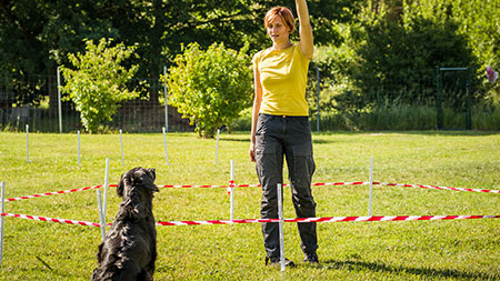 Hundetraining, Distanz und Revieren Hundetraining, Distanz und Revieren