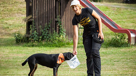 Hundetraining, Nasenarbeit Hundetraining, Nasenarbeit