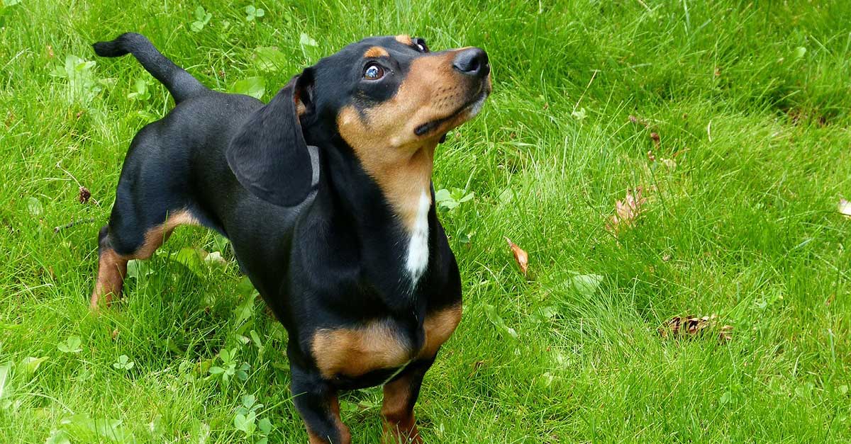 Freilauf, Rückruf, Körpersprache - kleine Hunde Freilauf, Rückruf, Körpersprache - kleine Hunde