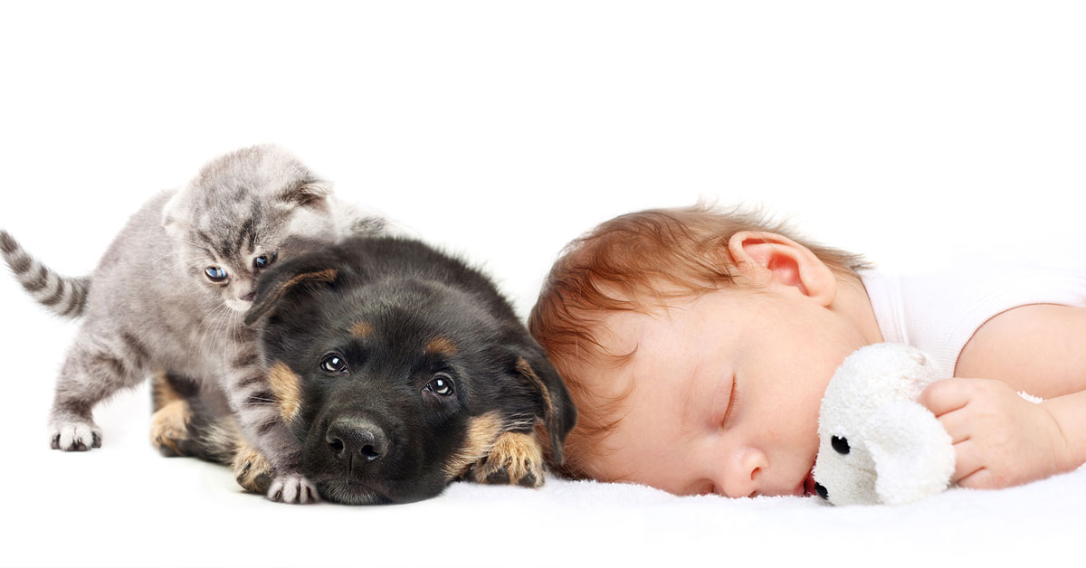 Hund, Katze, Baby?