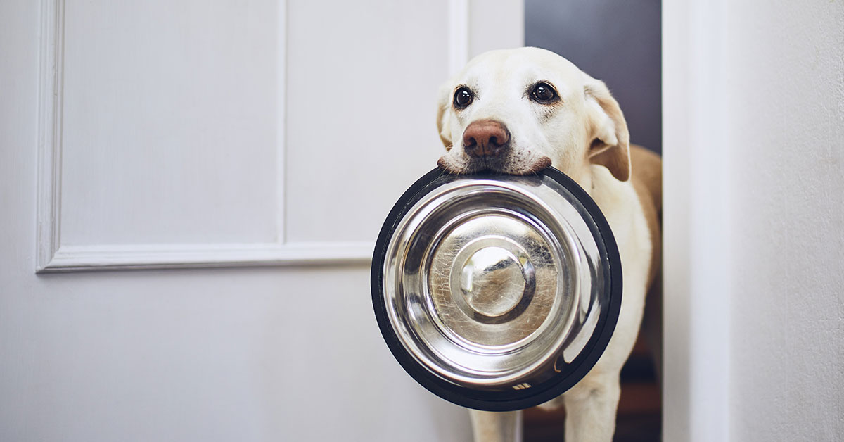 Hund wartet mit Futternapf auf Herrchen / Frauchen