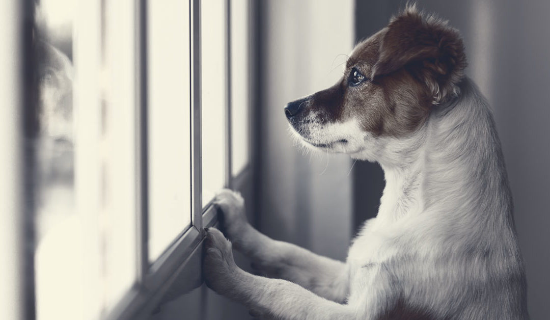 Trennungsangst – Warum leiden Hunde wenn der Besitzer weg ist?