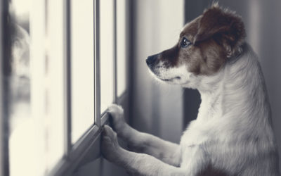 Trennungsangst – Warum leiden Hunde wenn der Besitzer weg ist?