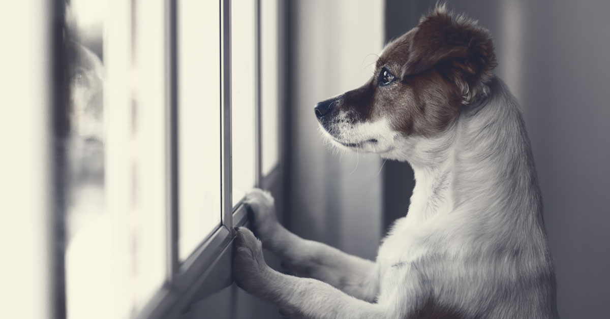 Hund schaut aus dem Fenster wartet auf Herrchen