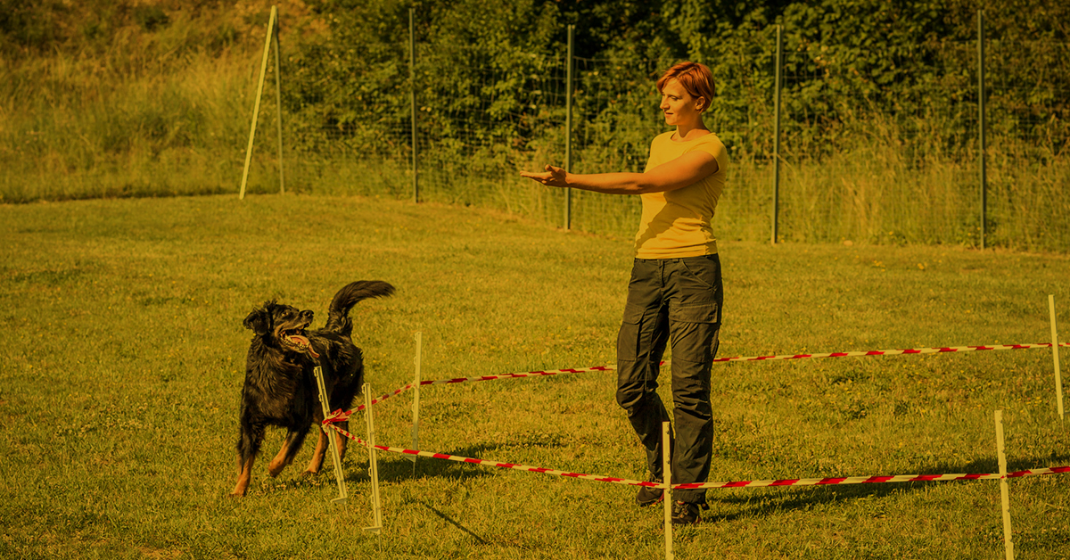 Kurs: Distanz & Revieren, Pro Kurs: Distanz & Revieren, Pro