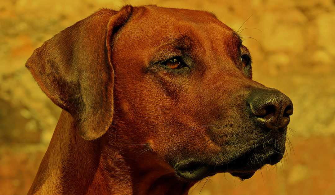 Vortrag: Hunde aus dem Auslandstierschutz verstehen